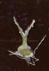  Pistil